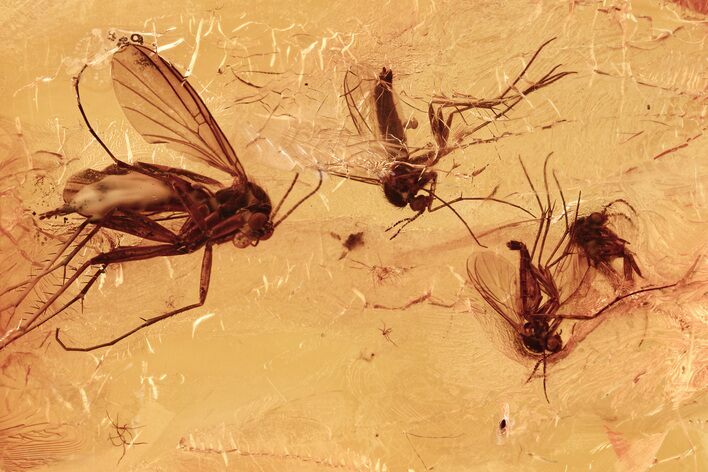 Four Detailed Fossil Fungus Gnats (Mycetophilidae) In Baltic Amber #284548